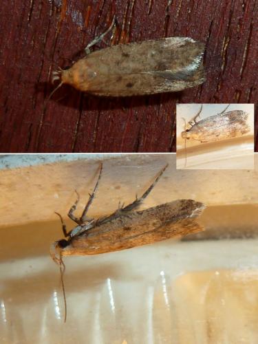 Pexicopia malvella